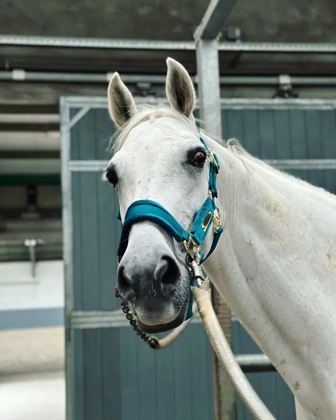 Coachingspaard Co-coach Coco 