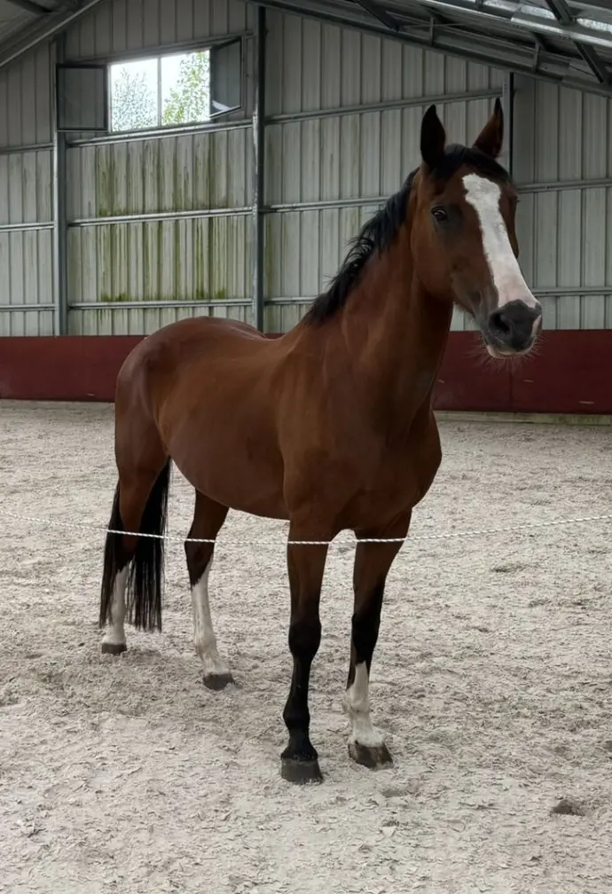 Coachingspaard Co-coach Emma 